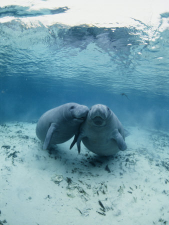 Buy An Underwater Shot of a Pair of Florida Manatees at AllPosters.com