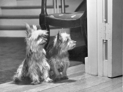 Buy Australian Silky Terriers are Rare in the United States at AllPosters.com