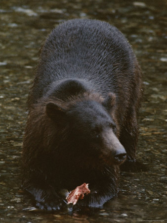 An Alaskan Brown Bear Snacks on a Fish