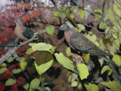 Buy View of Stuffed Passenger Pigeons on Display in the Museum at AllPosters.com