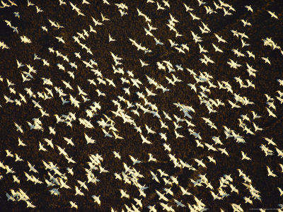 Buy Overhead View of a Large Group of Snow Geese in Flight at AllPosters.com