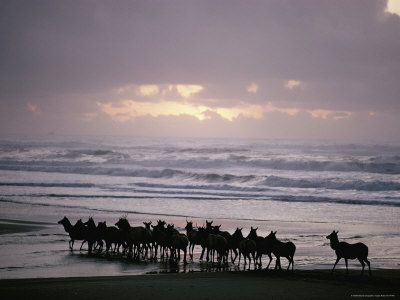 Buy Roosevelt Elk Walk Along a Beach in California at AllPosters.com
