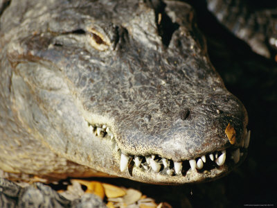A Close View of the Overlapping Teeth and Jaws of an American Alligator