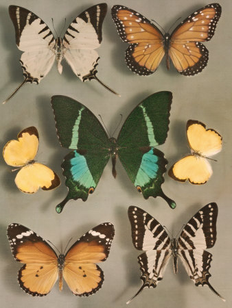 Buy Swallowtail Butterflies of Siam and India at AllPosters.com