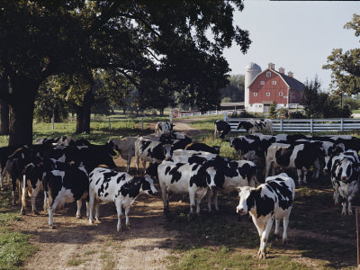 Herd of Dairy Cows on a Farm in Illinois