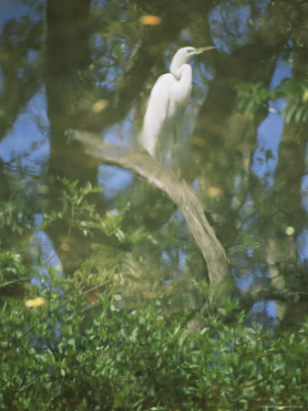A Reflection of a Snowy Egret Perched on a Twisted Branch