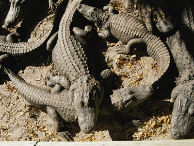 American Alligators Vying for Position in the Warm Sun