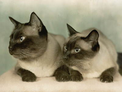 Buy Siamese Cats at AllPosters.com