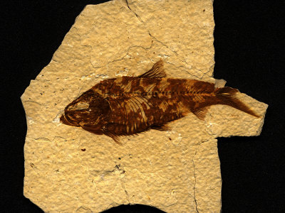 Buy Fossilized Remains of a Knightia Fish at AllPosters.com