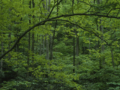 Buy A Lush Green Eastern Woodland View at AllPosters.com