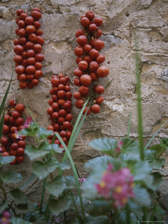 Buy Strings of Tomatoes Dry on a Wall Near a Bed of Begonias at AllPosters.com