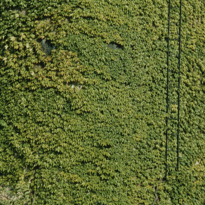 Buy Ivy Completely Covers a Wall at AllPosters.com