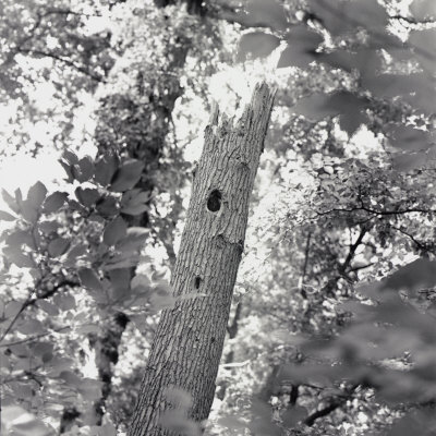 Buy A Black and White View of the Interior of a Forest at AllPosters.com