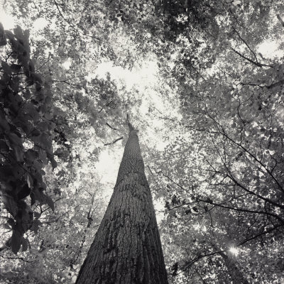 Buy A Black and White View Looking up in the Interior of a Forest at AllPosters.com