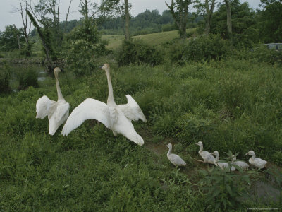 Buy Swans Lead Their Babies to the Waters Edge at AllPosters.com