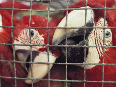 Caged Macaws Will Be Exported for the Illegal Pet Trade