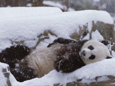 A Panda in the Snow at the National Zoo in Washington, Dc