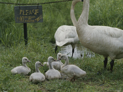 Buy Swans and Their Babies Rest at the Waters Edge by a No Fishing Sign at AllPosters.com