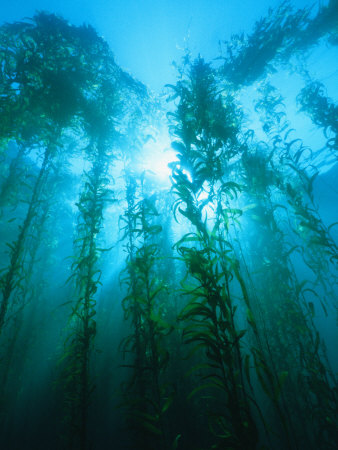 Buy Kelp Forest Underwater, Tasmania, Australia at AllPosters.com