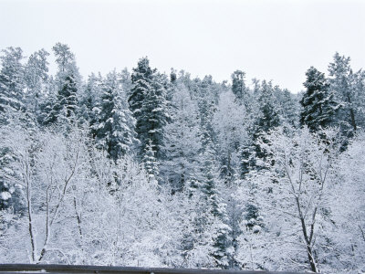 A Forest of Snow-Covered Trees