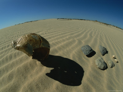 Buy The Cranium of a Hominid and Several Stone Tools Found at Saldanh at AllPosters.com