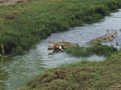 Buy Saltwater Crocodile Farm, Queensland, Australia at AllPosters.com