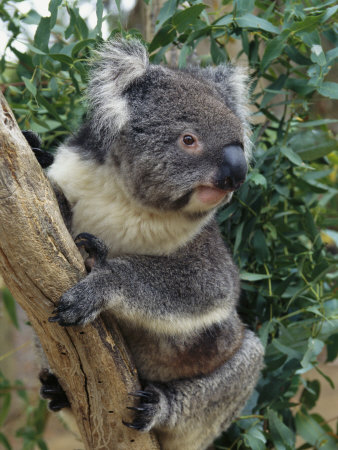 A Close View of a Koala in an Eucalyptus Tree