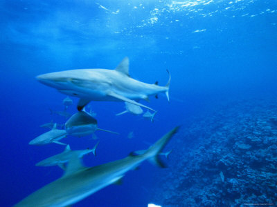 Buy Gray Reef Sharks, Bikini Atoll, Marshall Islands, Micronesia at AllPosters.com