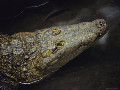 A Close View of an Alligator Surfacing Through Water