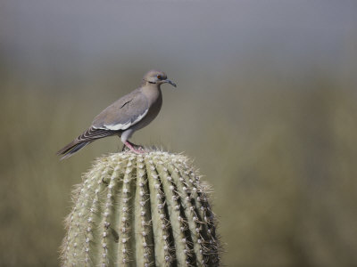 Buy A White-Winged Dove on a Saguaro Cactus at AllPosters.com