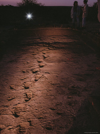 Buy Fossilized Tracks Left by Primates 3.6 Million Years Ago at AllPosters.com