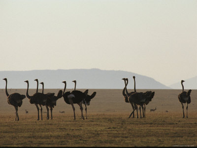 A Flock of Ostriches on the Plains of Serengeti National Park