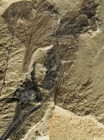 Buy The Koonwarra Angiosperm-Two Clusters of Flowers-120 Million Yrs Old at AllPosters.com