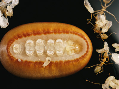 A Liphyra Brassolis Caterpillar Feeds Upon Green Tree Ant Larva