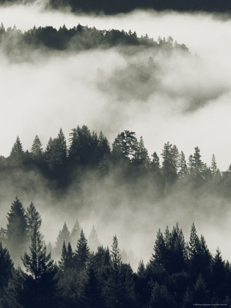 Early Morning Sun on a Foggy Redwood Valley