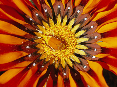 A South African Monkey Beetle Burrows into a Gazania Flower