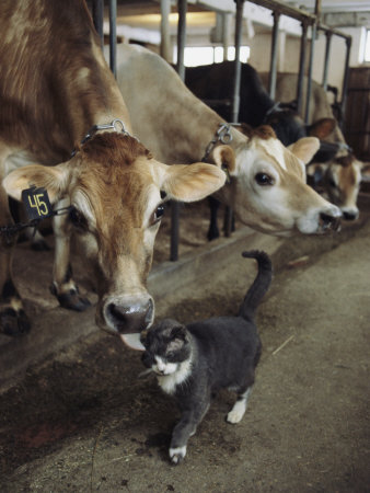 Buy A Cat Accepts a Lick from a Cow at a Dairy Farm in Massachusetts at AllPosters.com