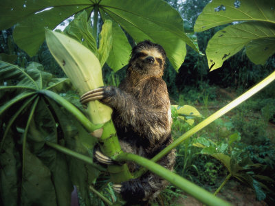 Buy A Three-Toed Sloth Feeds on the Leaves of an Ambaibo Tree at AllPosters.com