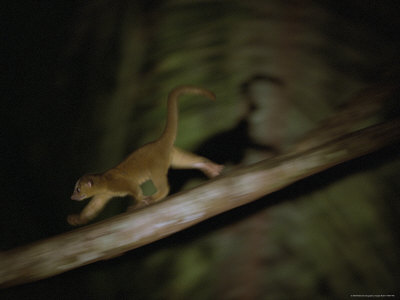 Buy A Kinkajou Runs Across Balsa Limbs During its Nightly Feeding at AllPosters.com