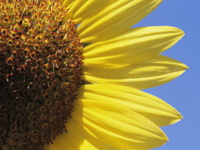 A Close View of a Sunflower