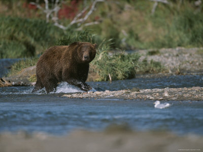An Alaskan Brown Bear Crosses a River While Fishing for Salmon