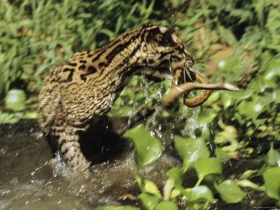 An Ocelot Grabs an Immature Anaconda out of a Stream