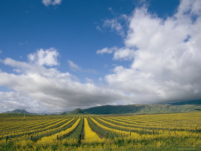 Buy Vineyards in Californias Edna Valley at AllPosters.com