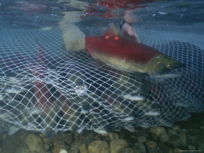 A Sockeye Salmon Escapes a Fishing Net in the Adams River