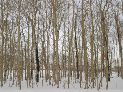 Buy A Stand of Bare Trees in Snow at Grand Teton National Park at AllPosters.com