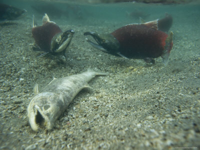 Tired, Tattered and Dying Salmon after the Spawning Migration