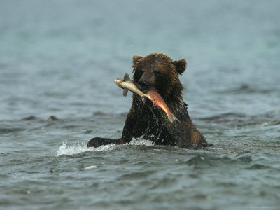 A Brown Bear with a Freshly Caught Salmon in its Jaws