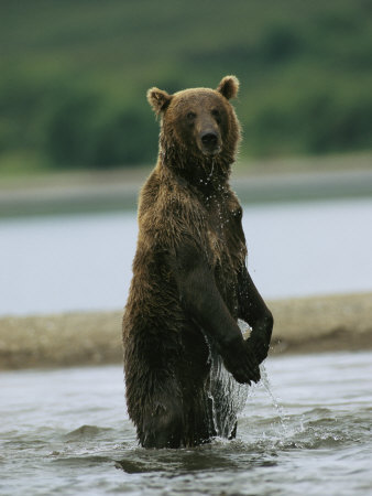 A Wet Brown Bear Stands in a River