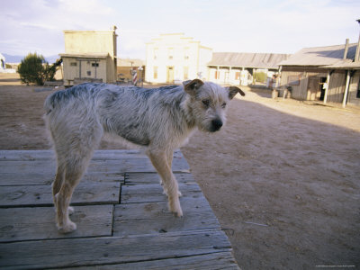A Wandering Local Dog Looks at Home in This Western Movie Location