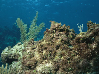 A Coral Reef is Overgrown with Algae